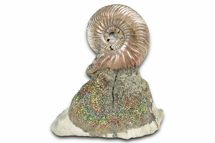 Iridescent, Pyritized Ammonite (Quenstedticeras) Fossil Display #335895